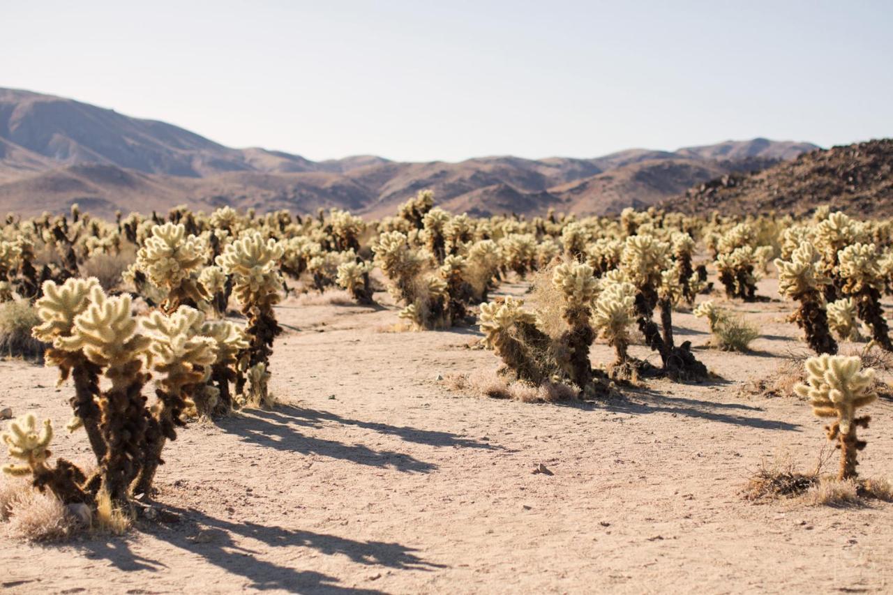 Modern Desert Dream - New Build Twentynine Palms Exteriér fotografie